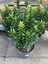 Euonymus Japonicus Yeşi Taflan Bitkisi 1 Aadet Saksılı 30-40CM Çit Bitkisi 3