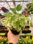 Kokulu (Plectranthus Forsteri) Bitkisi Özel Nadir Tür 10-20CM 2