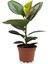 Yeşil Parlak Yapraklı Kauçuk Çiçeği 1 Adet Saksılı 20-45CM (Ficus Elastica) 2