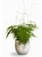 Asparagus Setaceus Tül Kuşkonmaz Çiçeği 1 Adet 15-30CM Salon Çiçeği 1