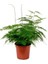 Asparagus Setaceus Tül Kuşkonmaz Çiçeği 1 Adet 15-30CM Salon Çiçeği 2