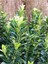 Yeşil Taflan Çiçeği Euonymus Japonicus 1 Adet Saksılı 20-40CM 1