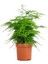 Tül Kuşkonmaz Çiçeği 1 Adet Saksılı 15-30CM Asparagus Setaceus 2