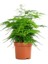 Tül Kuşkonmaz Çiçeği 1 Adet Saksılı 15-30CM Asparagus Setaceus 3