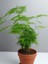 Yabani Tül Kuşkonmaz Çiçeği 1 Adet Saksılı 15-30CM (Asparagus Setaceus) 1