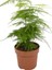 Yabani Tül Kuşkonmaz Çiçeği 1 Adet Saksılı 15-30CM (Asparagus Setaceus) 3