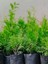 Leylandi Çam Ağacı Fidanı 20 Adet Tüplü 10-25CM (Cupressus Leylandii) 1