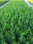 Leylandi Çam Ağacı Fidanı 20 Adet Tüplü 10-25CM (Cupressus Leylandii) 3