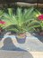 Japon Sago Palmiyesi Sikas 1 Adet Saksılı 60-80CM (Cycas) 3