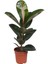 Kauçuk Çiçeği - Ficus Elastica Robusta Saksılı1 Adet 20-45CM 1