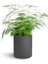 Canlı Formlu Tül Kuşkonmaz Salon Çiçeği 15-30CM (Asparagus Setaceus) 1