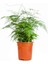 Canlı Formlu Tül Kuşkonmaz Salon Çiçeği 15-30CM (Asparagus Setaceus) 2