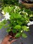 Kokulu Ful Yasemin Çiçeği 1 Adet Saksılı 30-60CM Jasminum 1