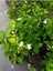 Kokulu Ful Yasemin Çiçeği 1 Adet Saksılı 30-60CM Jasminum 2