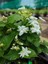 Kokulu Ful Yasemin Çiçeği 1 Adet Saksılı 30-60CM Jasminum 3