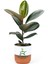Dekoratif Saksılı Ficus Elastica Midi Boy Kauçuk Çiçeği 1 Adet Saksılı 20-45CM 1