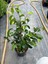 Canlı Benjamin Çiçeği 1 Adet Saksılı 30-60CM Ficus Benjamina 2