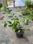 Canlı Benjamin Çiçeği 1 Adet Saksılı 30-60CM Ficus Benjamina 3