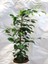 Canlı Benjamin Çiçeği 1 Adet Saksılı 30-60CM Ficus Benjamina 4