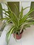 Dolgun Formlu Chlorophytum Comosum Kurdele Çiçeği 20-40CM 2