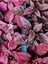 3 Farklı Renk Hostes Çiçeği Saksılı 10-15CM Salon Çiçeği(Hypoestes) 2