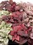 3 Farklı Renk Hostes Çiçeği Saksılı 10-15CM Salon Çiçeği(Hypoestes) 4