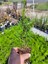 Bahçe Dekorasyon Leylandi Çam Fidanı 20 Adet Tüplü (10-25CM) Cupressus 1