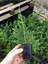 Bahçe Dekorasyon Leylandi Çam Fidanı 20 Adet Tüplü (10-25CM) Cupressus 2