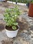 Kokulu Özel Arana Tür (Plectranthus Forsteri) Çiçeği Saksılı 10-20CM 3