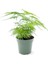 Mini Boy Tül Kuşkonmaz Salon Çiçeği Asparagus Setaceus Saksılı 3