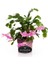 Pembe Renk Yılbaşı Çiçeği 1 Adet 10-15CM Pink Schlumbergera 1