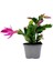 Pembe Renk Yılbaşı Çiçeği 1 Adet 10-15CM Pink Schlumbergera 3