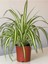 Yeşil Alacalı Kurdele Çiçeği 1 Adet Saksılı (Chlorophytum Comosum) 1