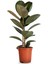 Dekoratif Saksılı Ficus Elastica Midi Boy Kauçuk Çiçeği 1 Adet Saksılı 20-45CM 1