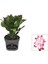 Kırmızı Renk Yılbaşı Çiçeği Saksılı 10-15CM 1 Adet Red Schlumbergera Truncata 1