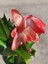 Kırmızı Renk Yılbaşı Çiçeği Saksılı 10-15CM 1 Adet Red Schlumbergera Truncata 2