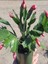 Yılbaşı Çiçeği 1 Adet Saksılı Schlumbergera Red - Kaktüs - Yılbaşı Çiçeği 2