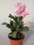 Açık Pembe Renk Schlumbergera Truncata Yılbaşı Çiçeği 1 Adet 10-15CM 1