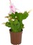 Yılbaşı Kaktüsü Beyaz Renk Yılbaşı Çiçeği 10-15CM White Schlumbergera 1