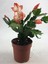 Yılbaşı Kaktüsü Somon Rengi Yılbaşı Çiçeği 10-15CM Schlumbergera Truncata 1