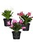 Schlumbergera Truncata 3 Adet Farklı Renklerde Yılbaşı Çiçeği 15-20CM 1