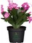 Schlumbergera Truncata 3 Adet Farklı Renklerde Yılbaşı Çiçeği 15-20CM 3