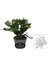 Schlumbergera Truncata White Yılbaşı Çiçeği Beyaz Renk 10-15CM 1
