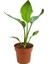 Strelitzia Cennet Kuşu Çiçeği 1 Adet Saksılı 10-30CM Mini Boy Starliçe Çiçeği 1