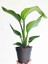 Strelitzia Cennet Kuşu Çiçeği 1 Adet Saksılı 10-30CM Mini Boy Starliçe Çiçeği 2