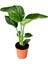 Strelitzia Cennet Kuşu Çiçeği 1 Adet Saksılı 10-30CM Mini Boy Starliçe Çiçeği 3