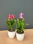 Kırmızı-Pembe Renk Yılbaşı Çiçeği Schlumbergera 1 Adet Saksılı 10-15CM 1