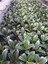 Tek Dal 20-45CM Kauçuk Bitkisi - Ficus Elastica Ev, Ofis, Salon, Iç Mekan Bitkisi 3