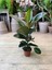 Kauçuk Çiçeği 1 Adet Saksılı 20-45CM (Ficus Elastica) Mini Boy Salon Çiçeği 3