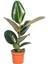 Ficus Elastica Robusta Yeşil Yaprak Kauçuk Ev Ofis Bitkisi Salon Çiçeği 20-45CM 1